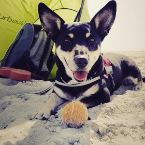 Campingurlaub mit Hund