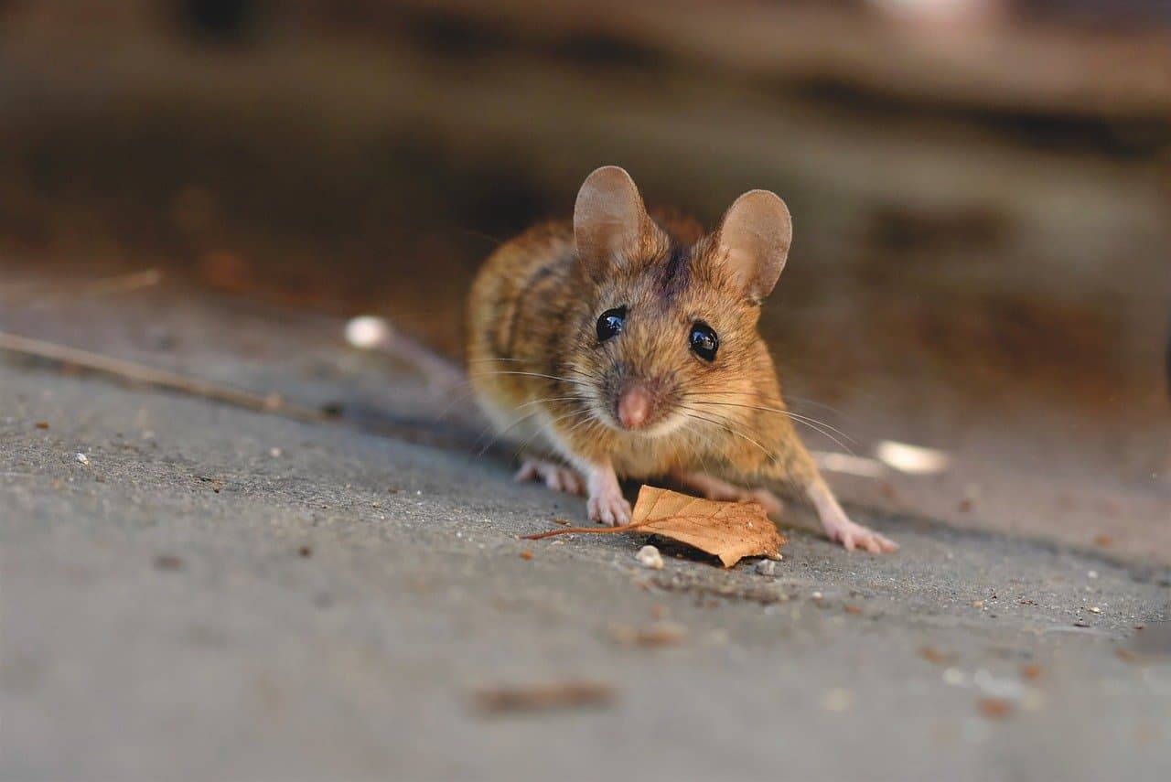 Mäuse oder Ratten im Wohnwagen 